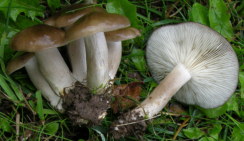 Lyophyllum n1.